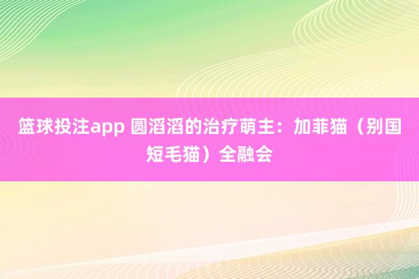 篮球投注app 圆滔滔的治疗萌主：加菲猫（别国短毛猫）全融会