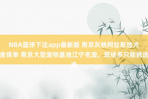 NBA篮球下注app最新版 南京灰桃阿拉斯加犬舍保举 南京大型宠物基地江宁名宠，现场多只能挑选