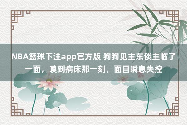 NBA篮球下注app官方版 狗狗见主东谈主临了一面，嗅到病床那一刻，面目瞬息失控