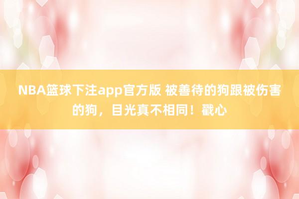 NBA篮球下注app官方版 被善待的狗跟被伤害的狗，目光真不相同！戳心