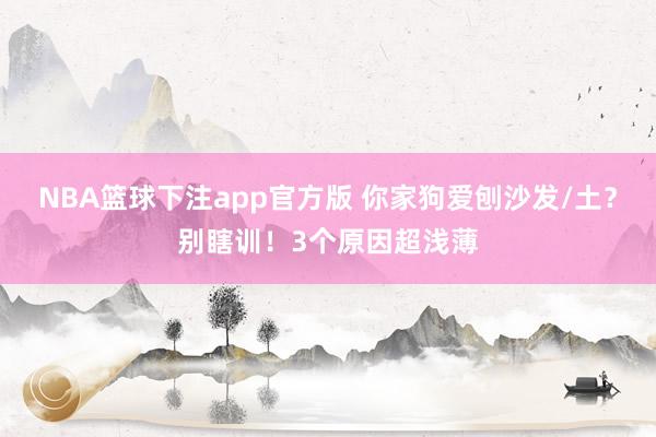 NBA篮球下注app官方版 你家狗爱刨沙发/土？别瞎训！3个原因超浅薄