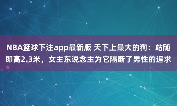 NBA篮球下注app最新版 天下上最大的狗：站随即高2.3米，女主东说念主为它隔断了男性的追求