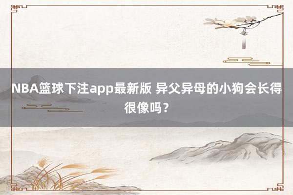 NBA篮球下注app最新版 异父异母的小狗会长得很像吗？