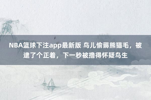 NBA篮球下注app最新版 鸟儿偷薅熊猫毛，被逮了个正着，下一秒被撸得怀疑鸟生