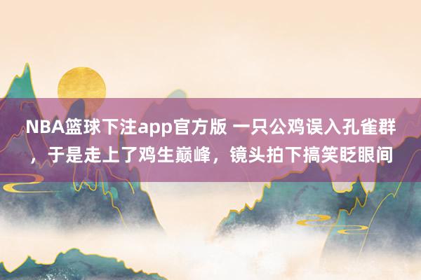 NBA篮球下注app官方版 一只公鸡误入孔雀群，于是走上了鸡生巅峰，镜头拍下搞笑眨眼间
