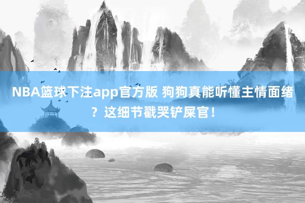 NBA篮球下注app官方版 狗狗真能听懂主情面绪？这细节戳哭铲屎官！