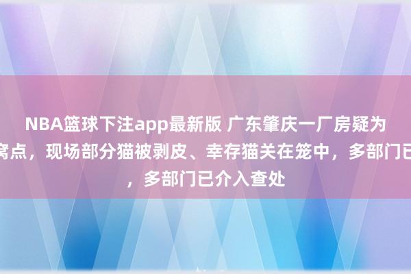 NBA篮球下注app最新版 广东肇庆一厂房疑为宰杀猫只窝点，现场部分猫被剥皮、幸存猫关在笼中，多部门已介入查处