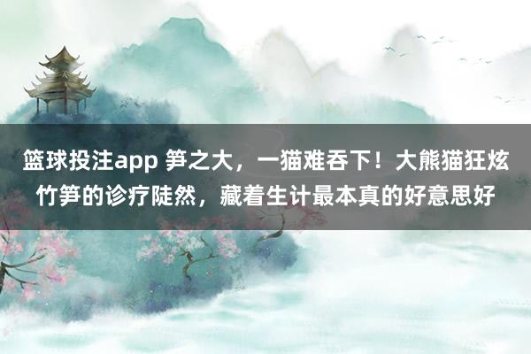 篮球投注app 笋之大，一猫难吞下！大熊猫狂炫竹笋的诊疗陡然，藏着生计最本真的好意思好