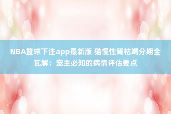 NBA篮球下注app最新版 猫慢性肾枯竭分期全瓦解：宠主必知的病情评估要点
