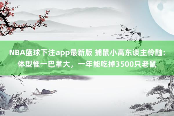 NBA篮球下注app最新版 捕鼠小高东谈主伶鼬：体型惟一巴掌大，一年能吃掉3500只老鼠