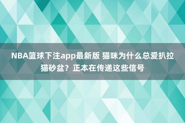 NBA篮球下注app最新版 猫咪为什么总爱扒拉猫砂盆？正本在传递这些信号