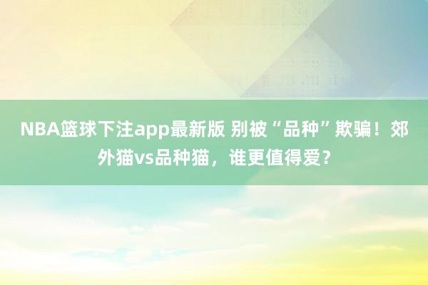 NBA篮球下注app最新版 别被“品种”欺骗！郊外猫vs品种猫，谁更值得爱？