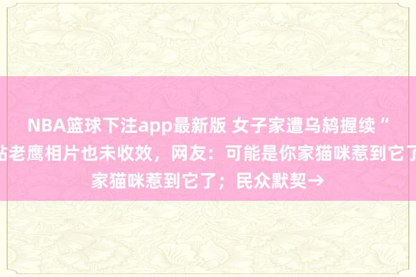 NBA篮球下注app最新版 女子家遭乌鸫握续“甩屎”攻击，贴老鹰相片也未收效，网友：可能是你家猫咪惹到它了；民众默契→