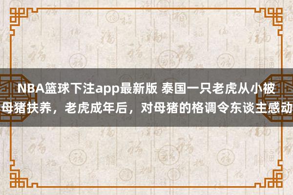 NBA篮球下注app最新版 泰国一只老虎从小被母猪扶养，老虎成年后，对母猪的格调令东谈主感动