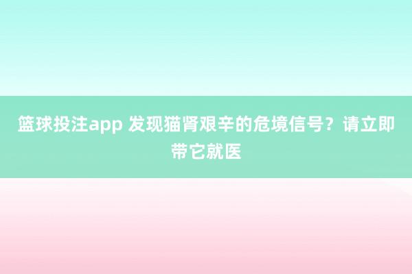 篮球投注app 发现猫肾艰辛的危境信号？请立即带它就医