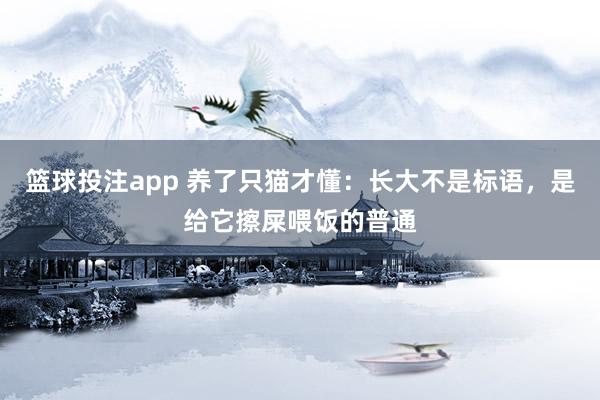 篮球投注app 养了只猫才懂：长大不是标语，是给它擦屎喂饭的普通